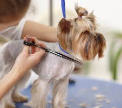 pet grooming 